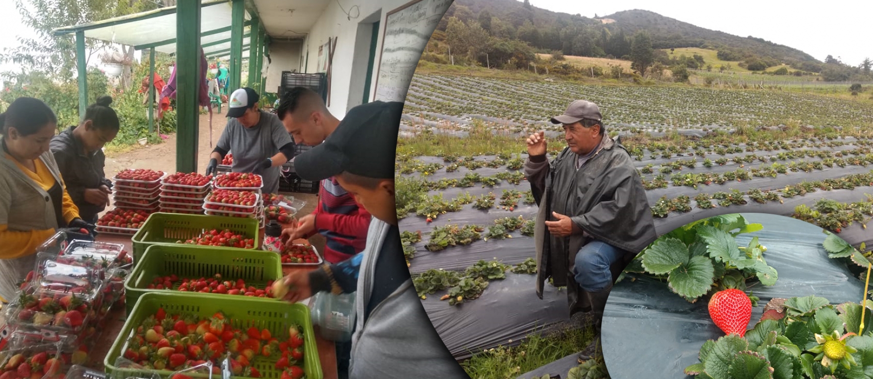 Proyecto de capacidades logísticas, busca mejorar la competitividad de productores de fresa